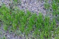 Close up of reseeded lawn to repair it, with new grass growing, seed and pebble mixture Royalty Free Stock Photo