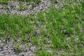 Close up of reseeded lawn to repair it, with new grass growing, seed and pebble mixture Royalty Free Stock Photo