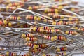 Close-up resistors. Royalty Free Stock Photo