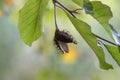 Close Up Of The Rest Of A Young Walnut Tree Royalty Free Stock Photo