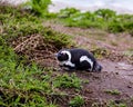 An African Penguin Resting On Sand