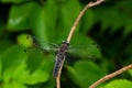 Close up of resting dragonfly on a branch in a sunny day. Royalty Free Stock Photo