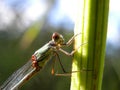 Close-up of a resting dragonfly Royalty Free Stock Photo