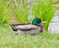 Close up of resting Mallard duck on the grass, male