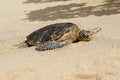 Marine turtle on the beach of Hawaii Royalty Free Stock Photo