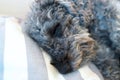 Close up of sleeping grey dwarf poodle dog