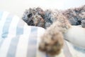 Close up of sleeping grey dwarf poodle dog Royalty Free Stock Photo