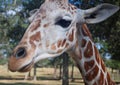 Close-up Reticulated Giraffe