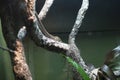 Reticulated Python Python reticulatus