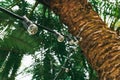 retro bulbs garland on a palm tree , tropical wedding or summer party decorations