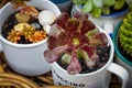 close up of reused, recycle, re-purposed cup and mugs for succulents covered in rain drops Royalty Free Stock Photo