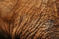 Close up reveals intricate texture of African Elephant skin, ear glimpse