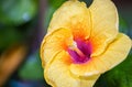 A close-up reveals the radiant glory of a yellow hibiscus. Its bold petals burst forth, a sunlit symphony. At its heart, a crimson