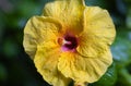 A close-up reveals the radiant glory of a yellow hibiscus. Its bold petals burst forth, a sunlit symphony. At its heart, a crimson