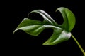 Rhaphidophora tetrasperma monstera minima leaf on a black background.