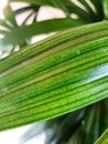 Close-up of a Rhapis excelsa leaf.