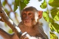 Rhesus macaque or Macaca mulatta or colloquially rhesus monkey on the tree