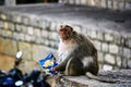 Close up of The rhesus macaque or Macaca mulatta Monkey eating stolen bag of potato chips from some people who were walking in Royalty Free Stock Photo