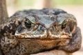 Close up in Rhinella marina aka Cane Toad or Cururu toad