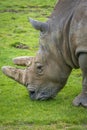 Close-up of a Rhino eating grass Royalty Free Stock Photo