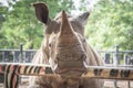 Close up of rhino Royalty Free Stock Photo