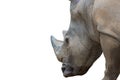 Close up rhinoceros portrait isolated on white background.