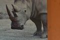 Rhinoceros Portrait in safari