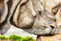 Close-up of a rhinoceros in a zoo, concept of protection and animal lovers