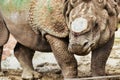 Close-up of a rhinoceros in a zoo, concept of protection and animal lovers