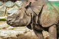 Close-up of a rhinoceros in a zoo, concept of protection and animal lovers