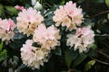 A close up of a Rhodedendron Royalty Free Stock Photo