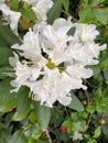 A close up of a Rhodedendron