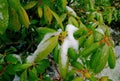 Close-up of a rhododendron bud in the snow and ice Royalty Free Stock Photo