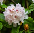 Close up of Rhododendron flowers. Baden-Baden, Baden Wuerttemberg, Germany