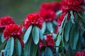 Close-up of rhododendron flowers in full bloom Royalty Free Stock Photo