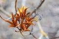 Close-up of the Rhododendron seed vessel. Dry seedpods in spring. Abstract nature background of box with rhododendra Royalty Free Stock Photo