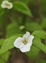 Close-up of a rhodotypos scandens flower