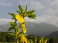 Rhynchocorys elephas flower