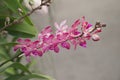 Close-up of Rhynchostylis gigantea hybrid with Arachnis orchid bouquet, petals are pink with white stripes and fragrant. Royalty Free Stock Photo