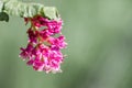 Close up of Ribes malvaceum Chaparral Currant, San Francisco bay area, California