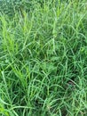 Close up of rice cutgrass plant Royalty Free Stock Photo