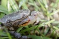 Close up rice field crab on field.