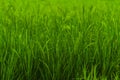 Close up of Rice field Royalty Free Stock Photo