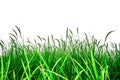 Close up rice field in isolated on wihte background, Organic paddy rice, Young green ear of paddy in the field