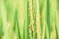 Close up of rice field, ladybug on Green rice on Beautiful Nature Background Royalty Free Stock Photo