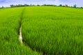 Close up of rice field Royalty Free Stock Photo