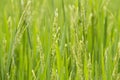 Close up of rice fields