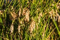 Close up of rice fields in La Albufera, Valencia, Spain Royalty Free Stock Photo