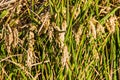 Close up of rice fields in La Albufera, Valencia, Spain Royalty Free Stock Photo
