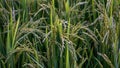 Close up of rice in the rice fields at sunrise Royalty Free Stock Photo